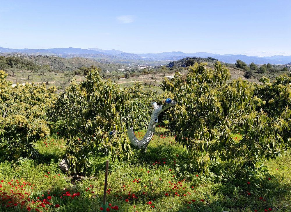 Coín