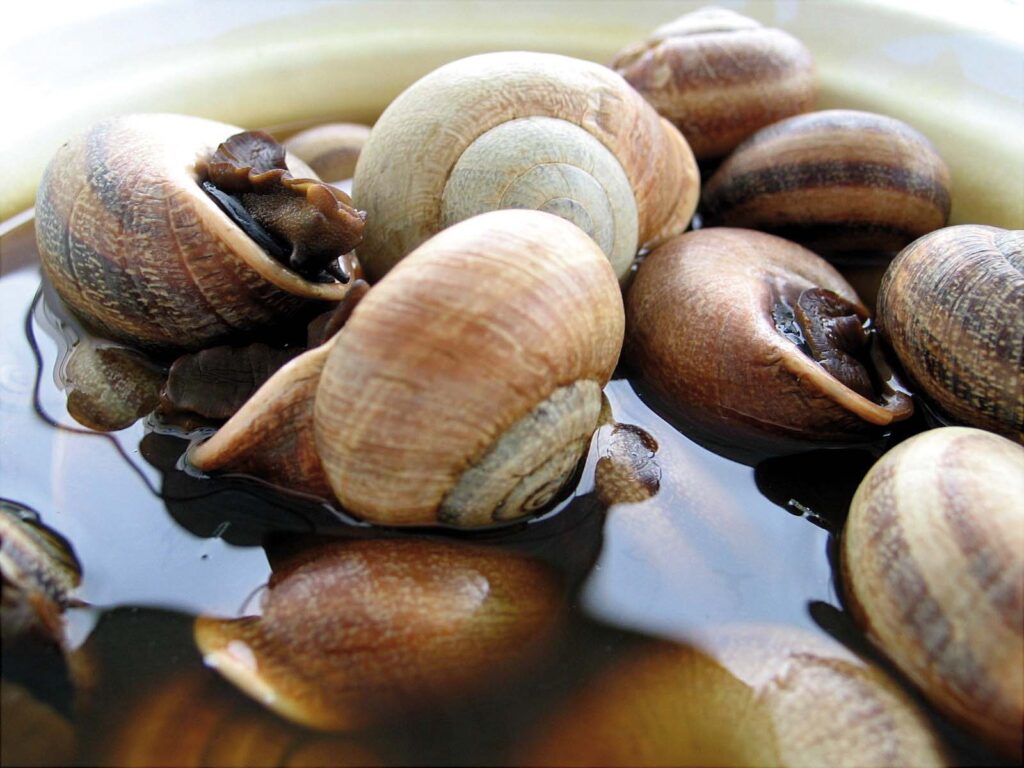 Snail Day – Riogordo