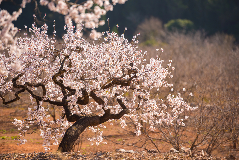 almond blossom Malaga