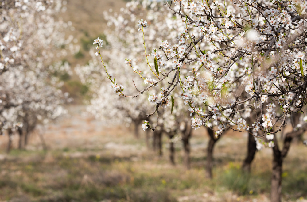 almond blossom malaga