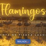 Flamingos Lagoon Fuente de Piedra