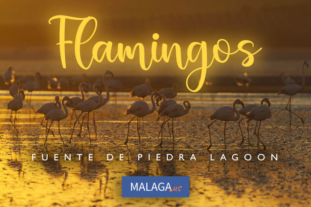 Flamingos Lagoon Fuente de Piedra