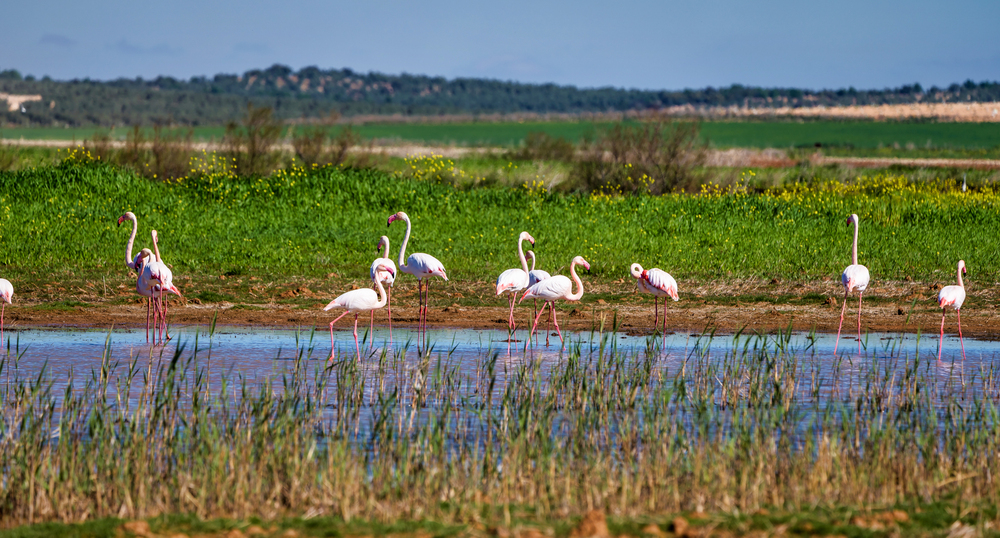 Fuente de Piedra Lagoon